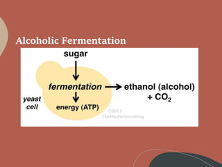 Introduction to Microbiology revised.ppt