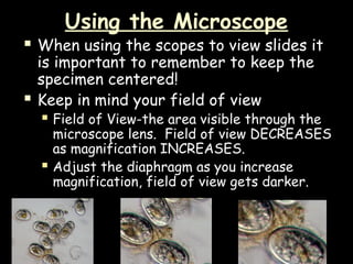 Using the Microscope
 When using the scopes to view slides it
is important to remember to keep the
specimen centered!
 Keep in mind your field of view
 Field of View-the area visible through the
microscope lens. Field of view DECREASES
as magnification INCREASES.
 Adjust the diaphragm as you increase
magnification, field of view gets darker.
 