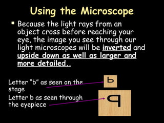 Using the Microscope
 Because the light rays from an
object cross before reaching your
eye, the image you see through our
light microscopes will be inverted and
upside down as well as larger and
more detailed..
Letter “b” as seen on the
stage
Letter b as seen through
the eyepiece
 