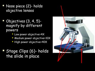  Nose piece (2)- holds
objective lenses
 Objectives (3, 4, 5)-
magnify by different
powers
 Low power objective=4X
 Medium power objective=10X
 High power objective=40X
 Stage Clips (6)- holds
the slide in place
 