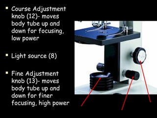  Course Adjustment
knob (12)- moves
body tube up and
down for focusing,
low power
 Light source (8)
 Fine Adjustment
knob (13)- moves
body tube up and
down for finer
focusing, high power
 