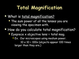 Total Magnification
Total Magnification

What is
What is total magnification?
total magnification?
 The sum power of all the lenses you are
viewing the specimen with.
 How do you calculate total magnification?
 Eyepiece x objective lens = total mag.
 Ex. Our microscopes using medium power.
10 x 10 = 100x (objects appear 100 times
larger than they are.)
 