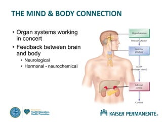 8+ Diagram Of Endocrine