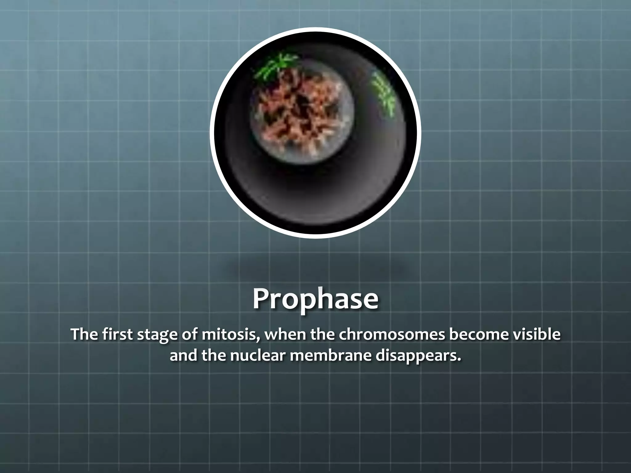 Introduction to Mitosis | PPTX