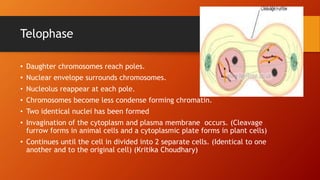 Telophase
• Daughter chromosomes reach poles.
• Nuclear envelope surrounds chromosomes.
• Nucleolus reappear at each pole.
• Chromosomes become less condense forming chromatin.
• Two identical nuclei has been formed
• Invagination of the cytoplasm and plasma membrane occurs. (Cleavage
furrow forms in animal cells and a cytoplasmic plate forms in plant cells)
• Continues until the cell in divided into 2 separate cells. (Identical to one
another and to the original cell) (Kritika Choudhary)
 