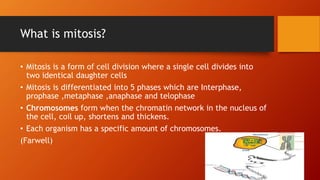 What is mitosis?
• Mitosis is a form of cell division where a single cell divides into
two identical daughter cells
• Mitosis is differentiated into 5 phases which are Interphase,
prophase ,metaphase ,anaphase and telophase
• Chromosomes form when the chromatin network in the nucleus of
the cell, coil up, shortens and thickens.
• Each organism has a specific amount of chromosomes.
(Farwell)
 