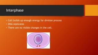 Interphase
• Cell builds up enough energy for division process
• DNA replicates
• There are no visible changes in the cell.
 