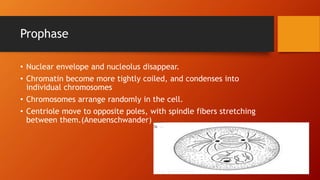 Prophase
• Nuclear envelope and nucleolus disappear.
• Chromatin become more tightly coiled, and condenses into
individual chromosomes
• Chromosomes arrange randomly in the cell.
• Centriole move to opposite poles, with spindle fibers stretching
between them.(Aneuenschwander)
 