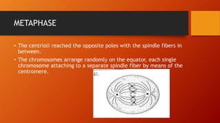 METAPHASE
• The centrioli reached the opposite poles with the spindle fibers in
between.
• The chromosomes arrange randomly on the equator, each single
chromosome attaching to a separate spindle fiber by means of the
centromere.
 