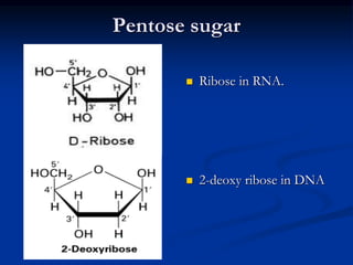 Pentose Ribose Structure Introduction to molecular biology | PPTX