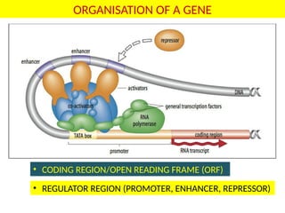 Introduction to Molecular Biology - The Basic | PPTX