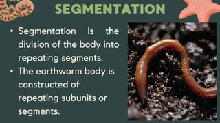 Introduction to Morphoanatomy of Animals | PPTX