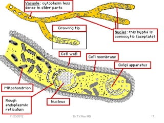 Mycological Loop Introduction to mycology | PPTX