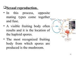 Sexual reproduction.
• In this process, opposite
mating types come together
and fuse.
• A visible fruiting body often
results and it is the location of
the haploid spores.
• The most recognized fruiting
body from which spores are
produced is the mushroom.
11
 