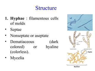 Structure
1. Hyphae : filamentous cells
of molds
• Septae
• Nonseptate or aseptate
• Dematiaceous (dark
colored) or hyaline
(colorless).
• Mycelia
5
 