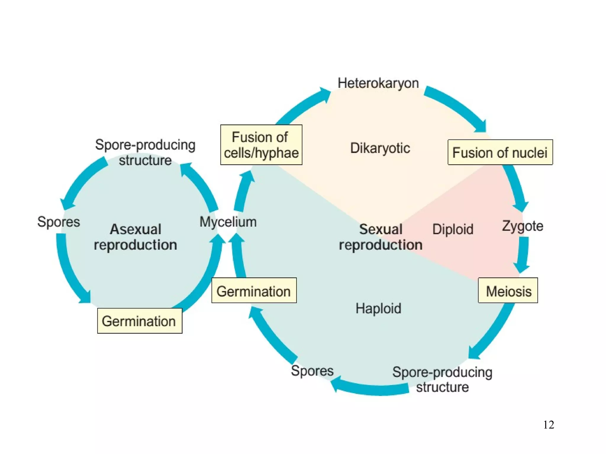 Mycological Loop Introduction to mycology | PPT