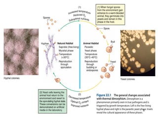 Mycological Loop Introduction to mycology | PPT