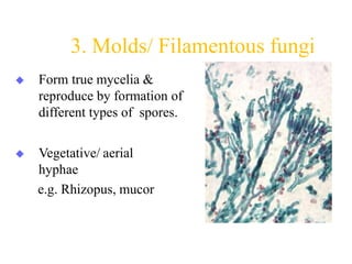 3. Molds/ Filamentous fungi
 Form true mycelia &
reproduce by formation of
different types of spores.
 Vegetative/ aerial
hyphae
e.g. Rhizopus, mucor
 