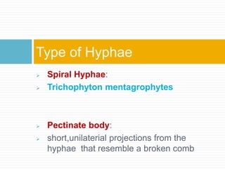 Spiral Hyphae:
 Trichophyton mentagrophytes
 Pectinate body:
 short,unilaterial projections from the
hyphae that resemble a broken comb
Type of Hyphae
 