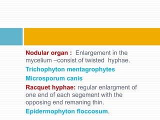 Nodular organ : Enlargement in the
mycelium –consist of twisted hyphae.
Trichophyton mentagrophytes
Microsporum canis
Racquet hyphae: regular enlargment of
one end of each segement with the
opposing end remaning thin.
Epidermophyton floccosum.
 