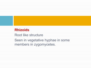 Rhizoids
Root like structure
Seen in vegetative hyphae in some
members in zygomycetes.
 