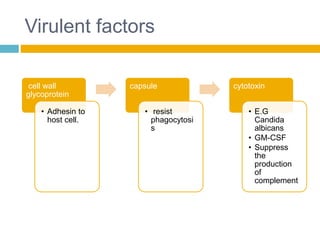 Virulent factors
cell wall
glycoprotein
• Adhesin to
host cell.
capsule
• resist
phagocytosi
s
cytotoxin
• E.G
Candida
albicans
• GM-CSF
• Suppress
the
production
of
complement
 