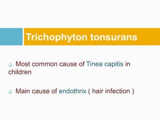  Most common cause of Tinea capitis in
children
 Main cause of endothrix ( hair infection )
Trichophyton tonsurans
 