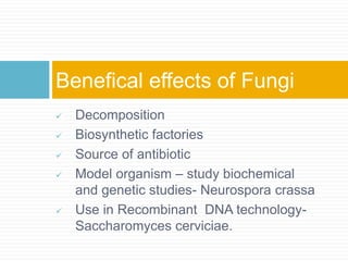  Decomposition
 Biosynthetic factories
 Source of antibiotic
 Model organism – study biochemical
and genetic studies- Neurospora crassa
 Use in Recombinant DNA technology-
Saccharomyces cerviciae.
Benefical effects of Fungi
 