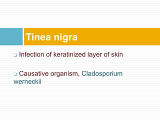  Infection of keratinized layer of skin
 Causative organism, Cladosporium
werneckii
Tinea nigra
 