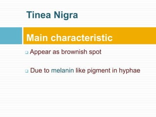  Appear as brownish spot
 Due to melanin like pigment in hyphae
Tinea Nigra
Main characteristic
 