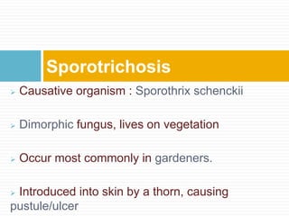  Causative organism : Sporothrix schenckii
 Dimorphic fungus, lives on vegetation
 Occur most commonly in gardeners.
 Introduced into skin by a thorn, causing
pustule/ulcer
Sporotrichosis
 