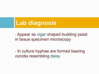  Appear as cigar shaped budding yeast
in tissue specimen microscopy
 In culture hyphae are formed bearing
conidia resembling daisy
Lab diagnosis
 