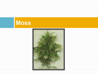 Moss
 