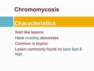 • Wart like lesions
• Have crusting abscesses
• Common in tropics
• Lesion commonly found on bare feet &
legs
Chromomycosis
Characteristics
 