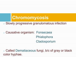  Slowly progressive granulomatous infection
 Causative organism: Fonsecaea
Phialophora
Cladosporium
 Called Dematiaceous fungi, b/c of gray or black
color hyphae.
Chromomycosis
 
