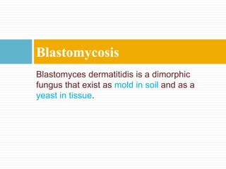 Blastomyces dermatitidis is a dimorphic
fungus that exist as mold in soil and as a
yeast in tissue.
Blastomycosis
 