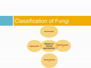 Classification of Fungi
Based on
sexual
reproduction
Ascomycetes
Basidiomycete
s
Deuteromycete
s
Zygomycetes
 