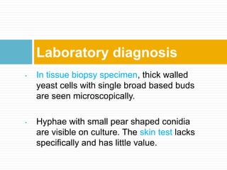 • In tissue biopsy specimen, thick walled
yeast cells with single broad based buds
are seen microscopically.
• Hyphae with small pear shaped conidia
are visible on culture. The skin test lacks
specifically and has little value.
Laboratory diagnosis
 