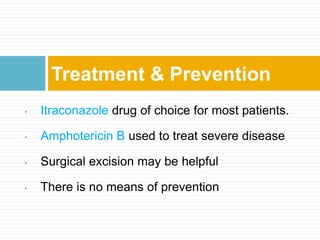 • Itraconazole drug of choice for most patients.
• Amphotericin B used to treat severe disease
• Surgical excision may be helpful
• There is no means of prevention
Treatment & Prevention
 