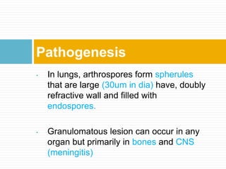 • In lungs, arthrospores form spherules
that are large (30um in dia) have, doubly
refractive wall and filled with
endospores.
• Granulomatous lesion can occur in any
organ but primarily in bones and CNS
(meningitis)
Pathogenesis
 