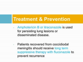 • Amphotericin B or itraconazole is used
for persisting lung lesions or
disseminated disease.
• Patients recovered from coccidiodal
meningitis should receive long term
suppressive therapy with fluconazole to
prevent recurrence
Treatment & Prevention
 