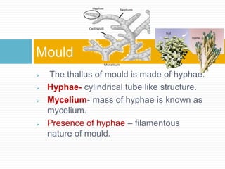  The thallus of mould is made of hyphae.
 Hyphae- cylindrical tube like structure.
 Mycelium- mass of hyphae is known as
mycelium.
 Presence of hyphae – filamentous
nature of mould.
Mould
 