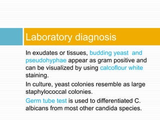 In exudates or tissues, budding yeast and
pseudohyphae appear as gram positive and
can be visualized by using calcoflour white
staining.
In culture, yeast colonies resemble as large
staphylococcal colonies.
Germ tube test is used to differentiated C.
albicans from most other candida species.
Laboratory diagnosis
 