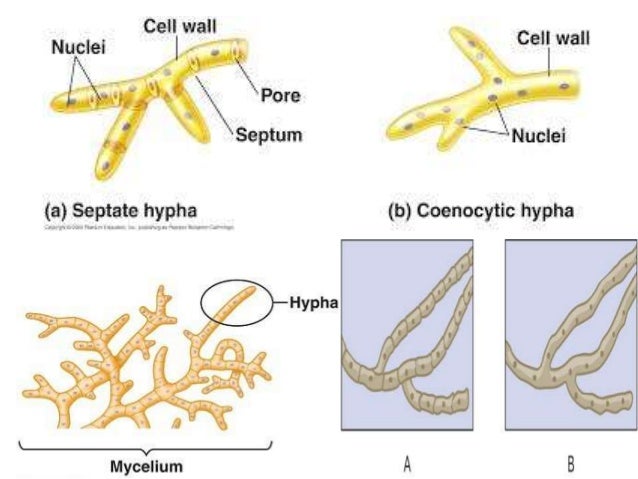 Introduction To Mycology Superficial Mycoses