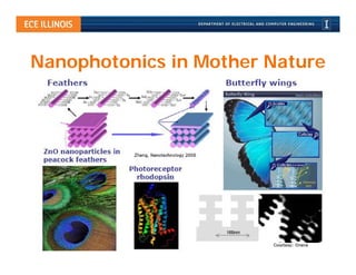 Nanophotonics in Mother Nature
 