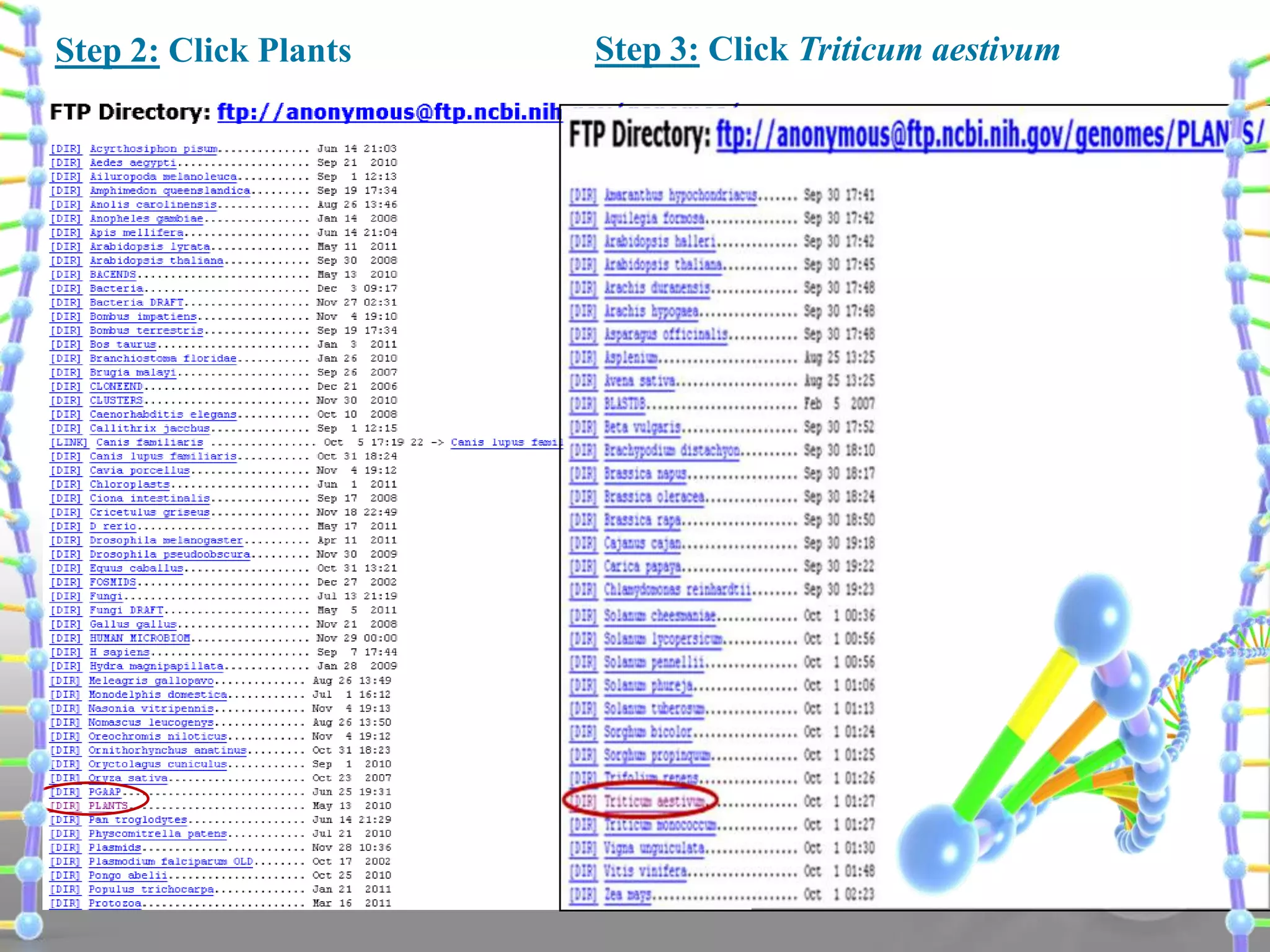 Step 2: Click Plants

Step 3: Click Triticum aestivum

 