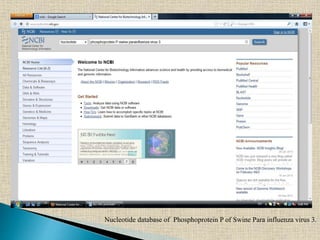 Nucleotide database of Phosphoprotein P of Swine Para influenza virus 3.
 