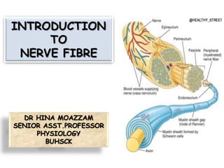 INTRODUCTION
TO
NERVE FIBRE
DR HINA MOAZZAM
SENIOR ASST.PROFESSOR
PHYSIOLOGY
BUHSCK
 