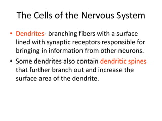 The Cells of the Nervous System
• Dendrites- branching fibers with a surface
lined with synaptic receptors responsible for
bringing in information from other neurons.
• Some dendrites also contain dendritic spines
that further branch out and increase the
surface area of the dendrite.
 