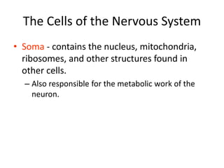 The Cells of the Nervous System
• Soma - contains the nucleus, mitochondria,
ribosomes, and other structures found in
other cells.
– Also responsible for the metabolic work of the
neuron.
 